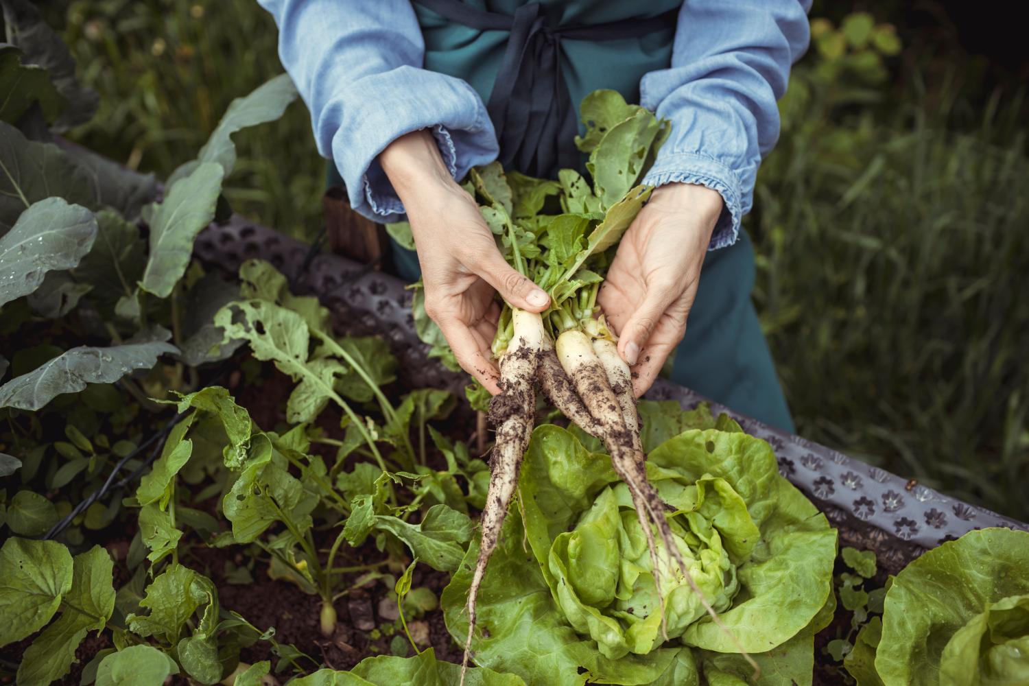 When Do I Harvest Horseradish